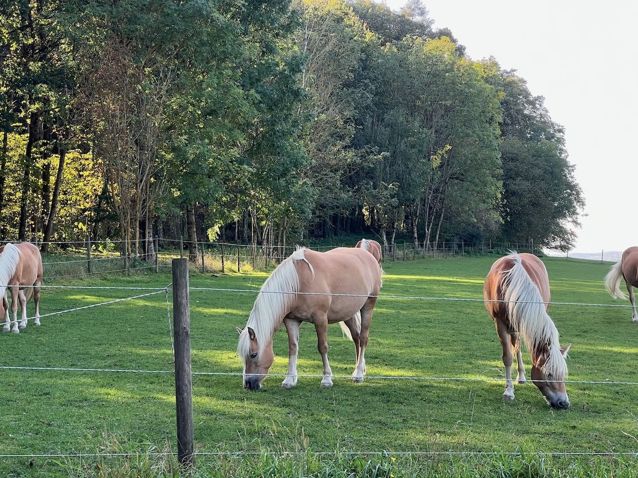 Haflinger auf der Koppel des Reiterhofs nahe Ammersee